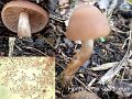 Homophron spadiceum-amf1590